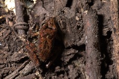Pristimantis pteridophilus