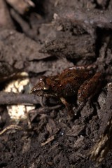 Pristimantis pteridophilus