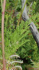 Notobubon ferulaceum