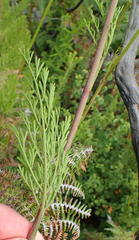 Notobubon ferulaceum
