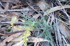 Clematis leptophylla