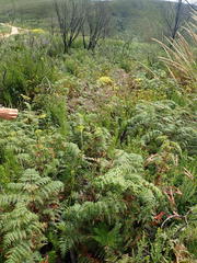 Notobubon ferulaceum