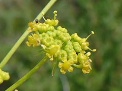 Notobubon ferulaceum