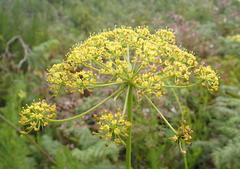 Notobubon ferulaceum