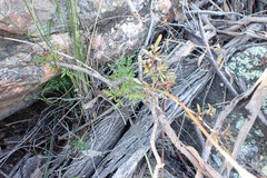 Clematis leptophylla