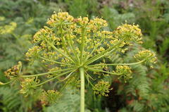 Notobubon ferulaceum