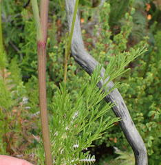 Notobubon ferulaceum