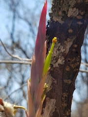 Tillandsia achyrostachys