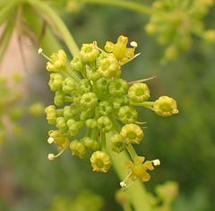 Notobubon ferulaceum