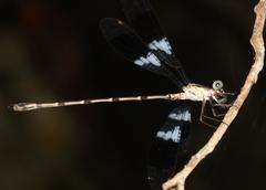 Chlorolestes tessellatus