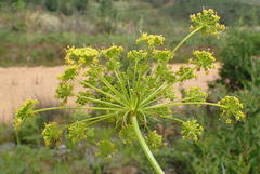 Notobubon ferulaceum