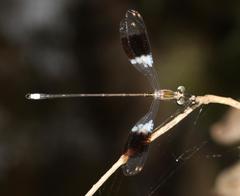 Chlorolestes tessellatus