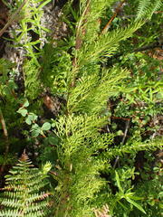 Notobubon ferulaceum
