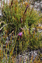 Romulea tabularis