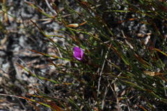 Romulea tabularis