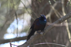 Quiscalus quiscula versicolor