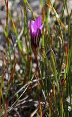 Romulea tabularis