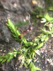 Pheidole nodus