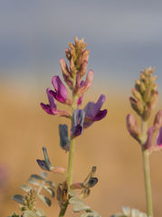 Astragalus lentiginosus borreganus