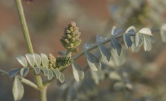 Astragalus lentiginosus borreganus