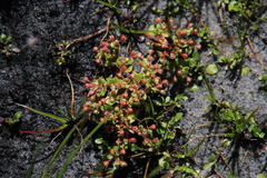 Crassula strigosa