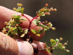 Crassula strigosa
