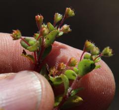 Crassula strigosa