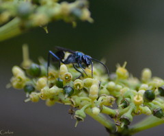 Chalybion zimmermanni