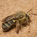Pallid Dune-digger Bee - Photo (c) Tony Iwane, some rights reserved (CC BY-NC), uploaded by Tony Iwane