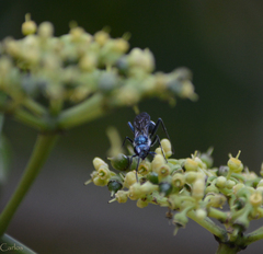 Chalybion zimmermanni