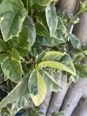 Graptophyllinae