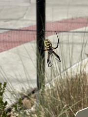 Argiope aurantia