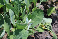 Leptophobia aripa
