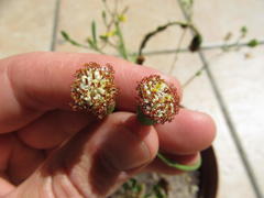 Bolandia pinnatifida