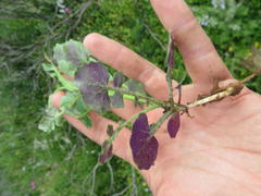 Bolandia pinnatifida