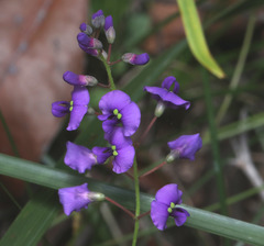 Hardenbergia