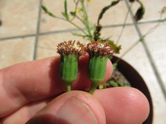 Bolandia pinnatifida