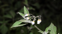 Solanum nigrescens