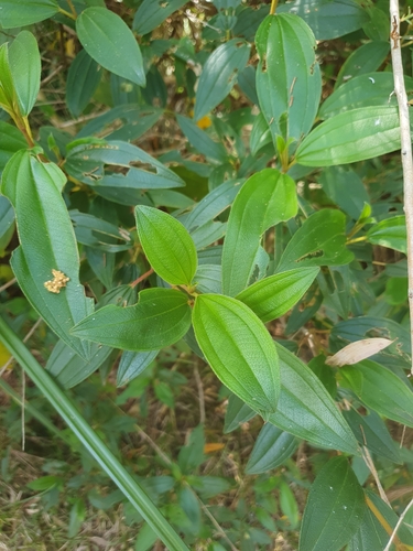 Melastoma malabathricum