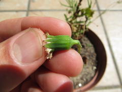 Bolandia pinnatifida