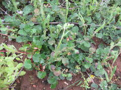 Bolandia pinnatifida