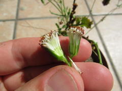 Bolandia pinnatifida