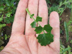 Bolandia pinnatifida