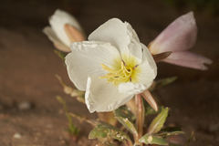 Oenothera deltoides