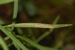 Liriomyza eupatorii