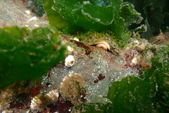 Chitonoidea