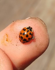 Harmonia axyridis