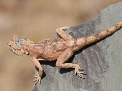 Agama anchietae