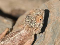 Agama anchietae