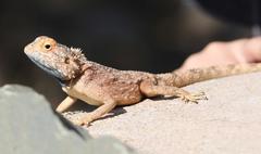 Agama anchietae